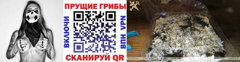 Купить где  Кедровый  Галлюциногенные грибы мицелий 